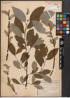 Foto von Salix caprea L.